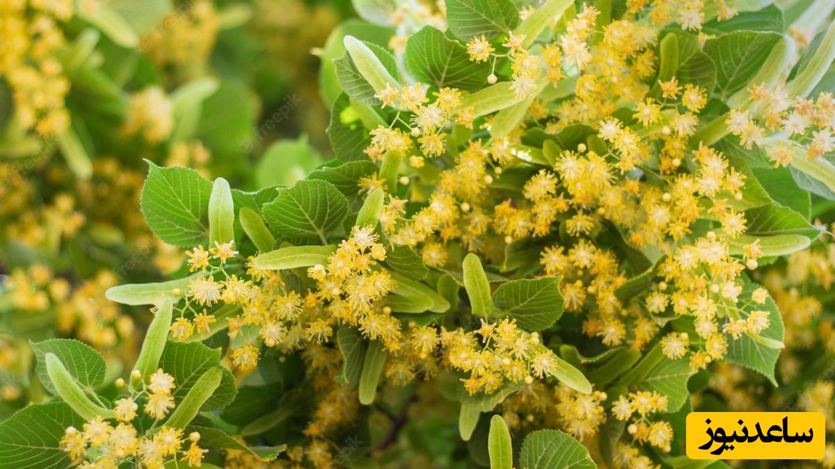 12 خاصیت شگفت‌انگیز و عوارض جانبی دمنوش زیرفون که باید بدانید