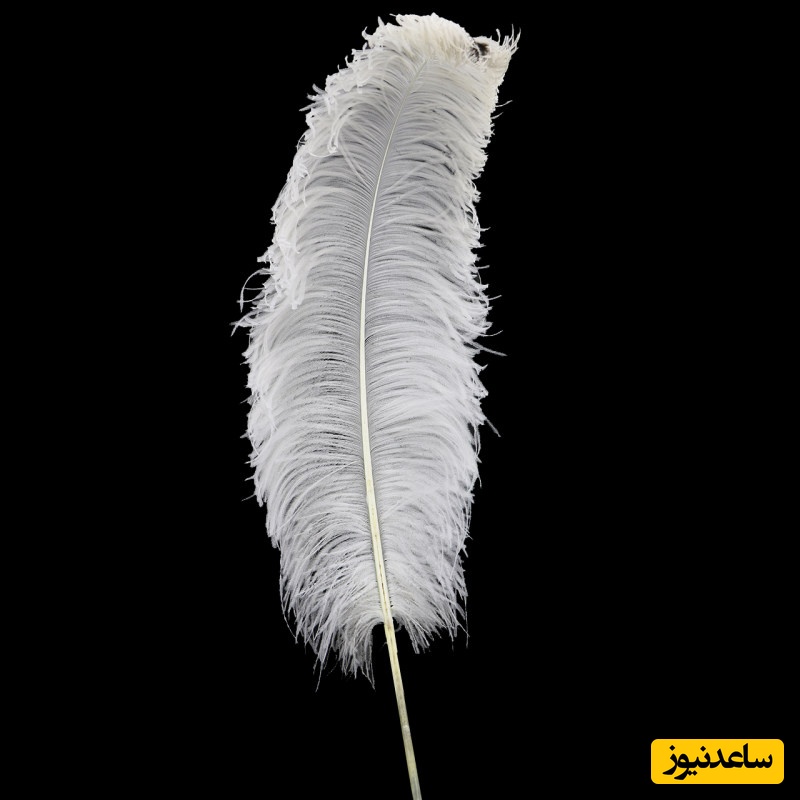 دیدن پر در خواب چه تعبیری دارد؟ / تعبیر خواب پر