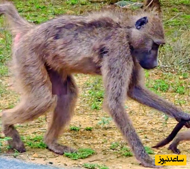 (ویدئو) حیات وحش ؛ مستند حیات وحش حیوانات / نبرد نابرابر برای بقا؛ نوزاد ایمپالا طعمه بابون شد