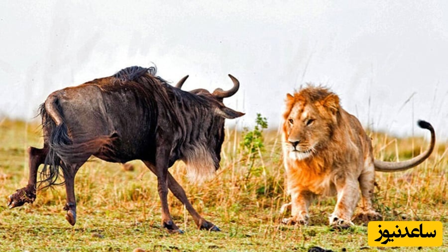 حیات وحش/ نبرد گوزن وحشی با شیر گرسنه