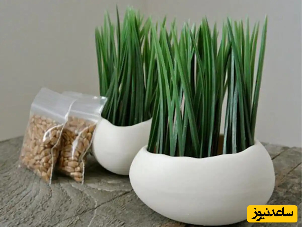 برای هفت سین نوروز 1404 سبزه شیک و متفاوت میخوای پس زودتر اقدام کن!/  سبزه خرما+ نکات ضروری که باید رعایت کنید