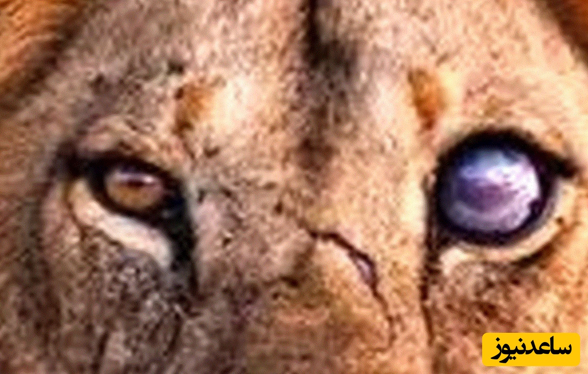 (ویدئو) حیات وحش ؛ مستند حیات وحش حیوانات/ با یک چشم، اما هنوز پادشاه؛ روایت نبرد و بقا در دل حیات‌ وحش