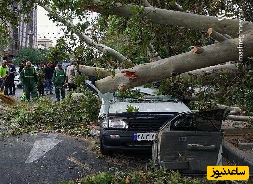 ببینید؛ لحظه وحشتناک سقوط درخت بزرگ روی مردم در خیابان لاهیجان / خدا بهشون رحم کرد