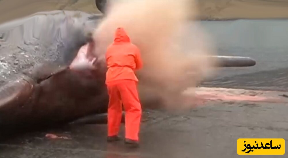 انفجار یک نهنگ عنبر در ساحل / چقدر نفخ داشت حیوونکی!😀