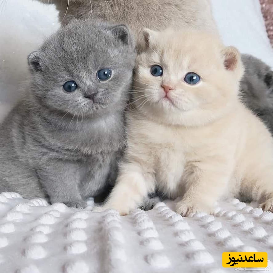 چرا گربه‌ ها یکباره به نقطه نامعلومی خیره می‌ شوند؟