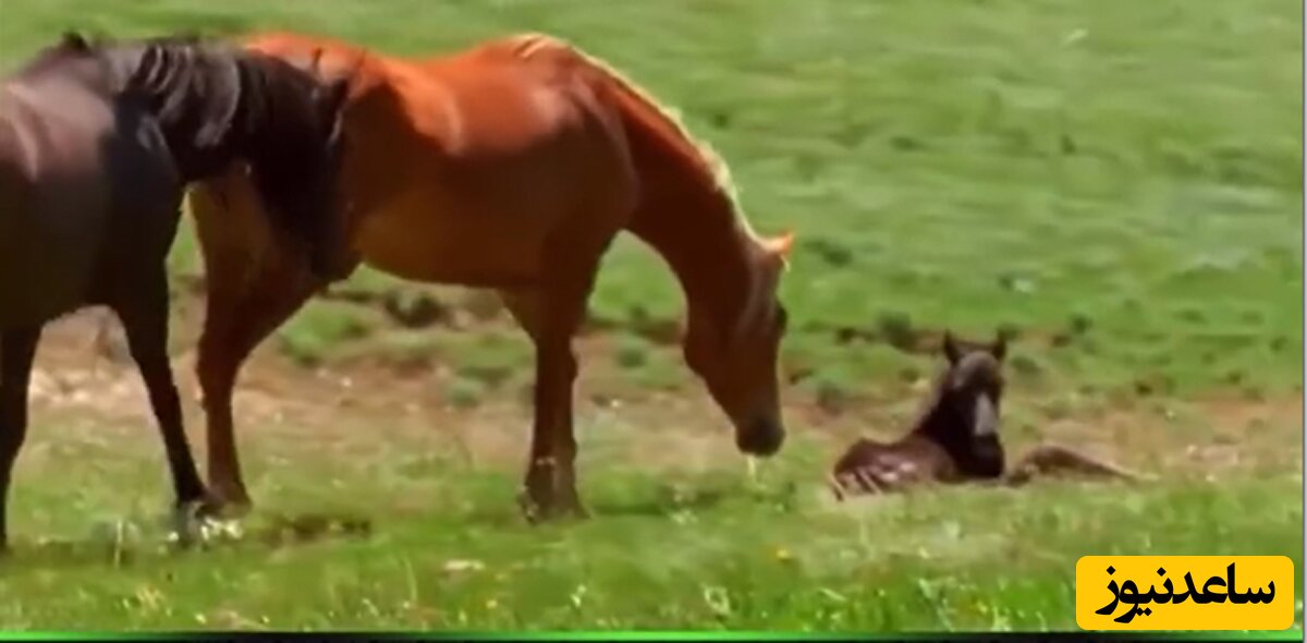 (فیلم) اسبی که فرزند خود را به خاطر هم رنگ نبودن با او به شکل وحشیانه‌ای کشت! / خب چرا این کارو میکنی مَرد؟!