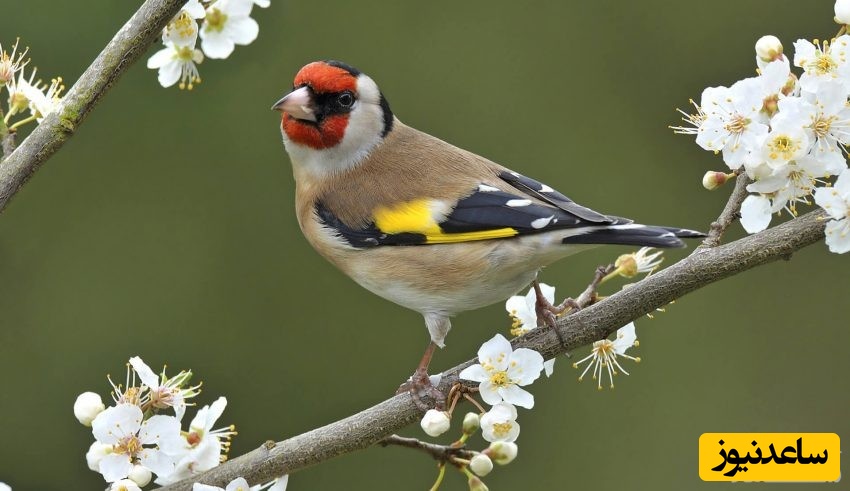 دیدن سهره در خواب چه تعبیری دارد؟ / تعبیر خواب سهره