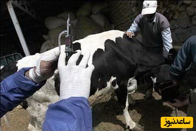 دانلود رایگان دفترچه سوالات و پاسخنامه آزمون دکتری بیماری‌های داخلی دام‌های بزرگ (93 تا 96)