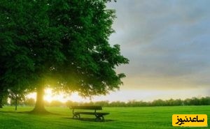 دیدن صنوبر در خواب چه تعبیری دارد؟ / تعبیر خواب صنوبر