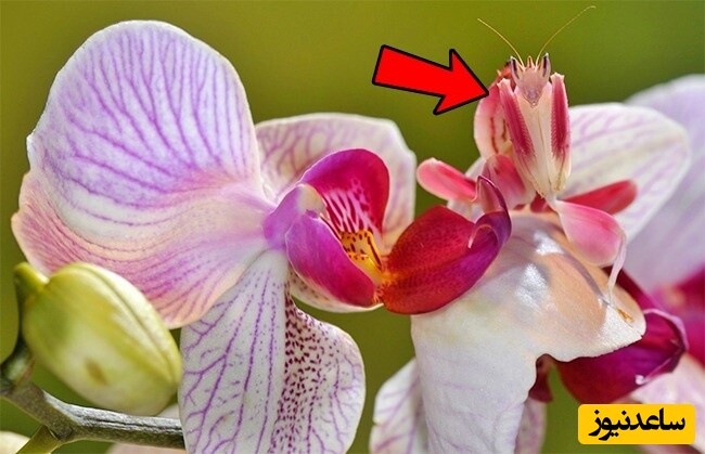5- مانتیس ارکیده صورتی (Hymenopus coronatus)