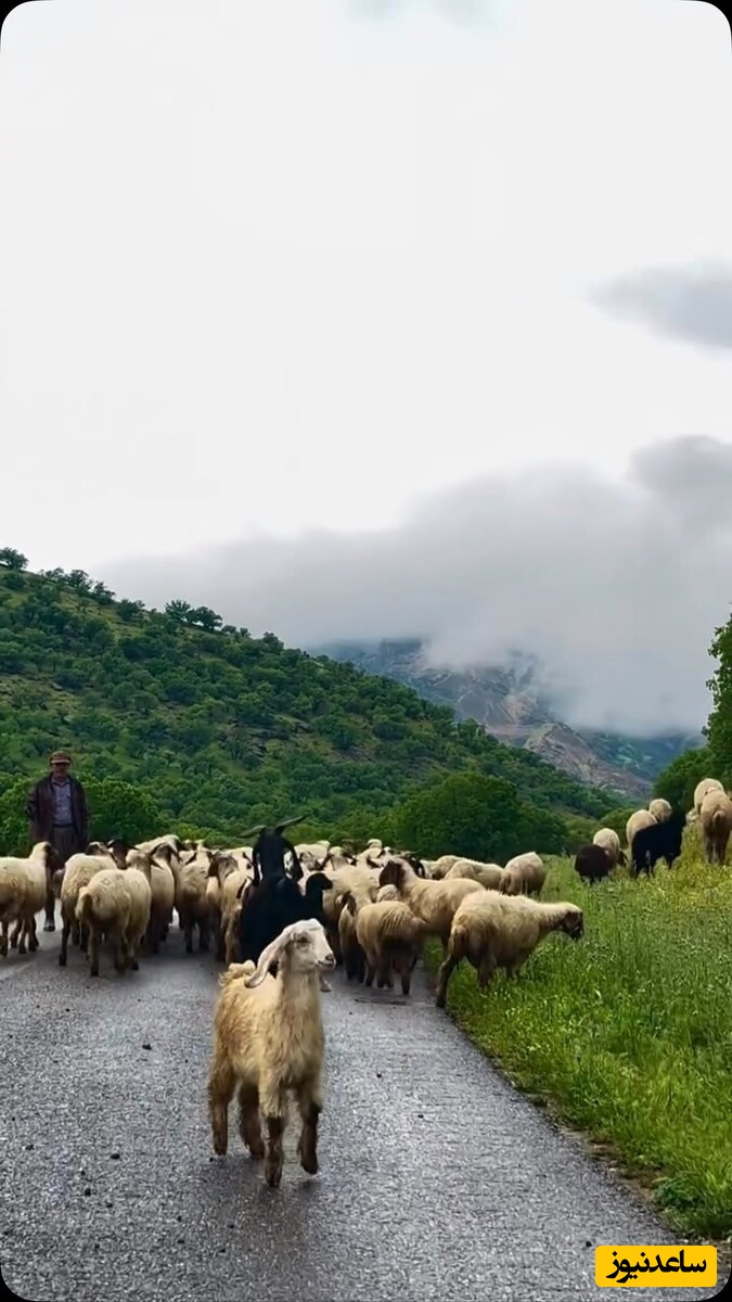قدم‌زنی در بهار روستای باورنکردنی زرین چغا؛ نفس آدم تازه میشه / در مسافرت اول سال خود حتما یه سر به اینجا بزن بهشته + ویدئو