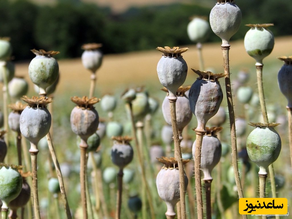 دیدن افیون(گیاه) در خواب چه تعبیری دارد؟ / تعبیر خواب گیاه افیون