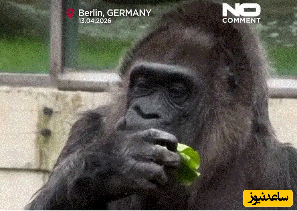 ببینید| جشن تولد مسن‌ترین گوریل جهان