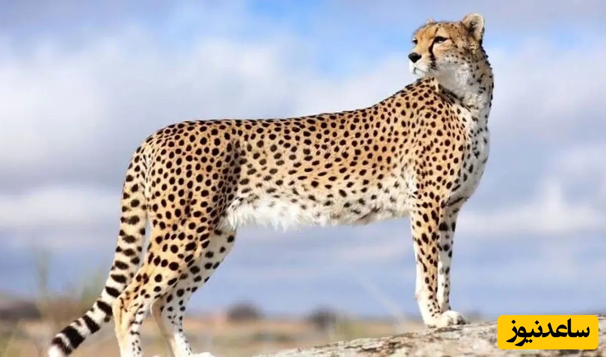 حیات وحش ؛ مستند حیات وحش حیوانات / پلنگ ایرانی در ارتفاعات رودبار