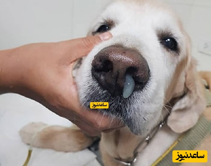 بیماری دیستمپر سگ چیست؟