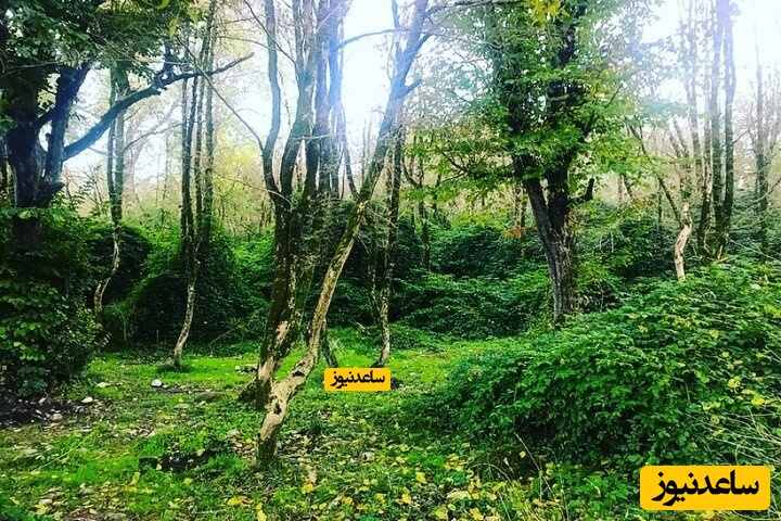 پارک جنگلی سیسنگان