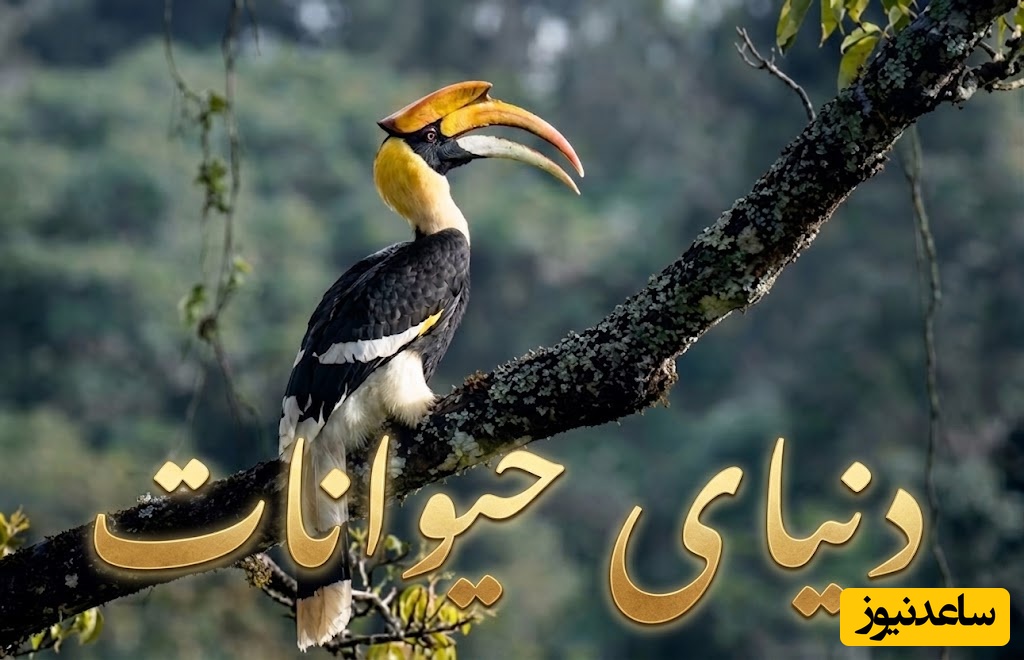 (ویدیو) مستند حیات وحش/ رازبقا، این داستان: وقتی آزادی فدای عشق می‌شود؛ عجیب‌ترین قرنطینه در دنیای حیات وحش!