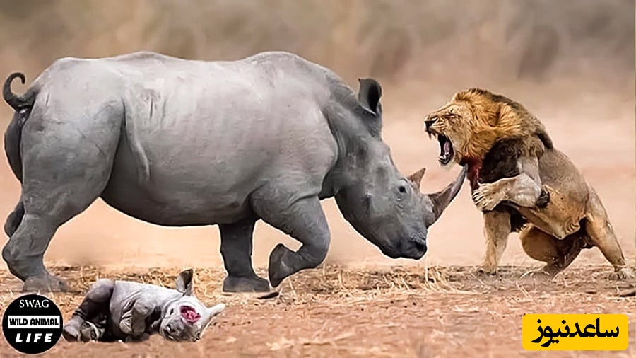 مستند حیات وحش؛تلاش یک شیر شجاع و دل و جگردار برای شکار کرگدن 2 تنی!+ویدیو