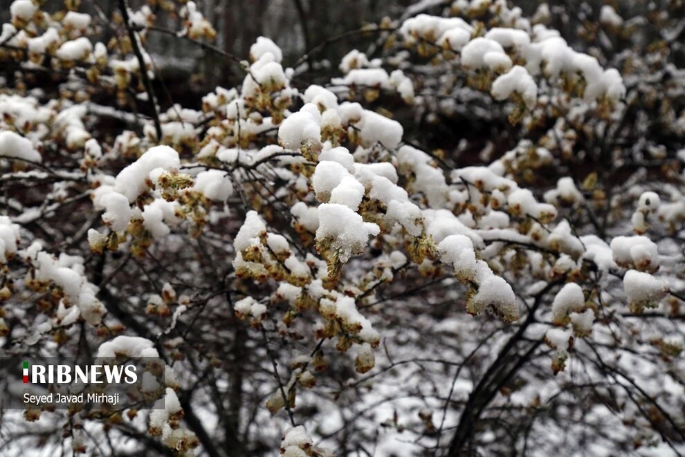بارش برف بهاری در ارتفاعات گلستان