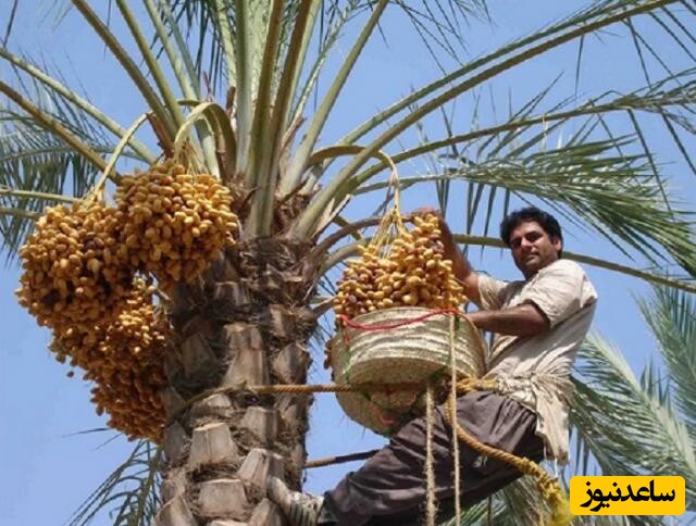 خلاقیت خنده دار باغدار ایرانی برای دست نزدن به خرماهای درختش با نوشتن نفرین نامه حماسه آفرید + عکس/ فکر نکنم کسی جرئت کنه به این نخل نزدیک بشه😂