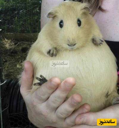 (تصاویر+ ویدیو) عجیب‌ترین روش‌های تولیدمثل و زایمان در جانوران که محال است شنیده باشید