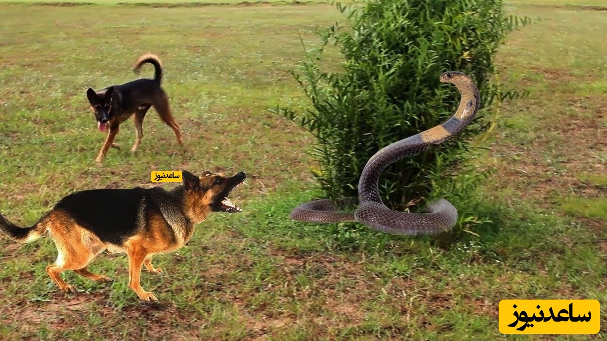نیش خوردن سگ توسط مار در حین شکار+ فیلم