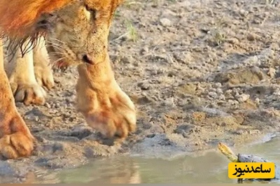 (ویدئو) حیات وحش ؛ مستند حیات وحش حیوانات /  این داستان؛ وقتی «لاک پشت کوچک» برای «سلطان جنگل» شاخ و شانه می کشد!