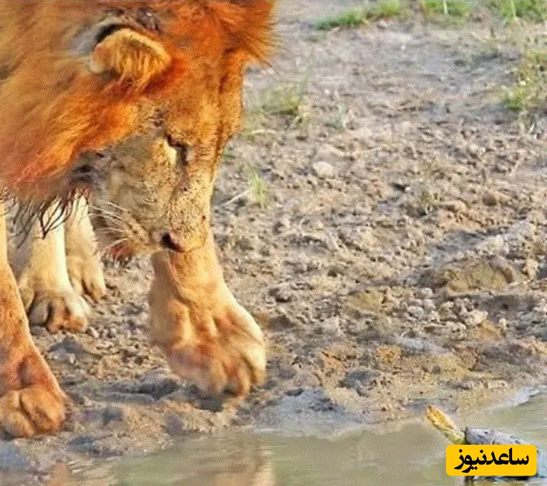 (ویدئو) حیات وحش ؛ مستند حیات وحش حیوانات /  این داستان؛ وقتی «لاک پشت کوچک» برای «سلطان جنگل» شاخ و شانه می کشد!