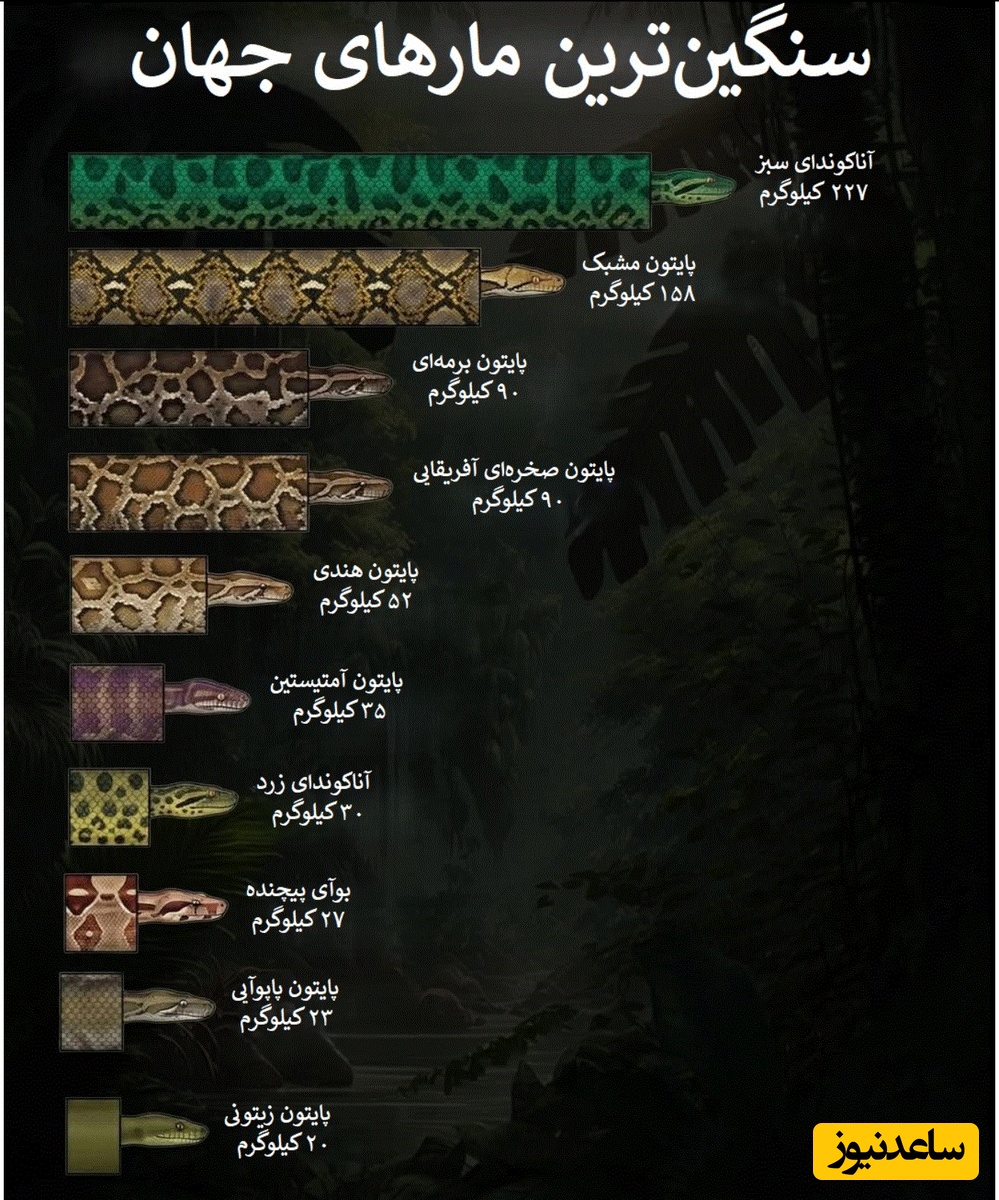 10 مار سنگین وزن