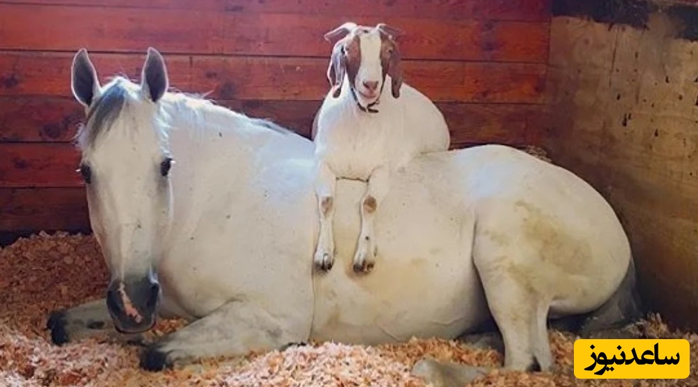 خطای دید؛ اگر تو 6 ثانیه تونستی سایه‌ی درست "اسب و بز"  را در میان سایه‌های دیگر پیدا کنید ثابت می‌کنید ضریب هوشی بالایی دارید