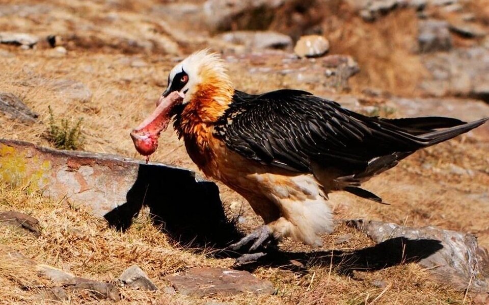 (ویدئو) استخوان خوردن هُما را ببینید