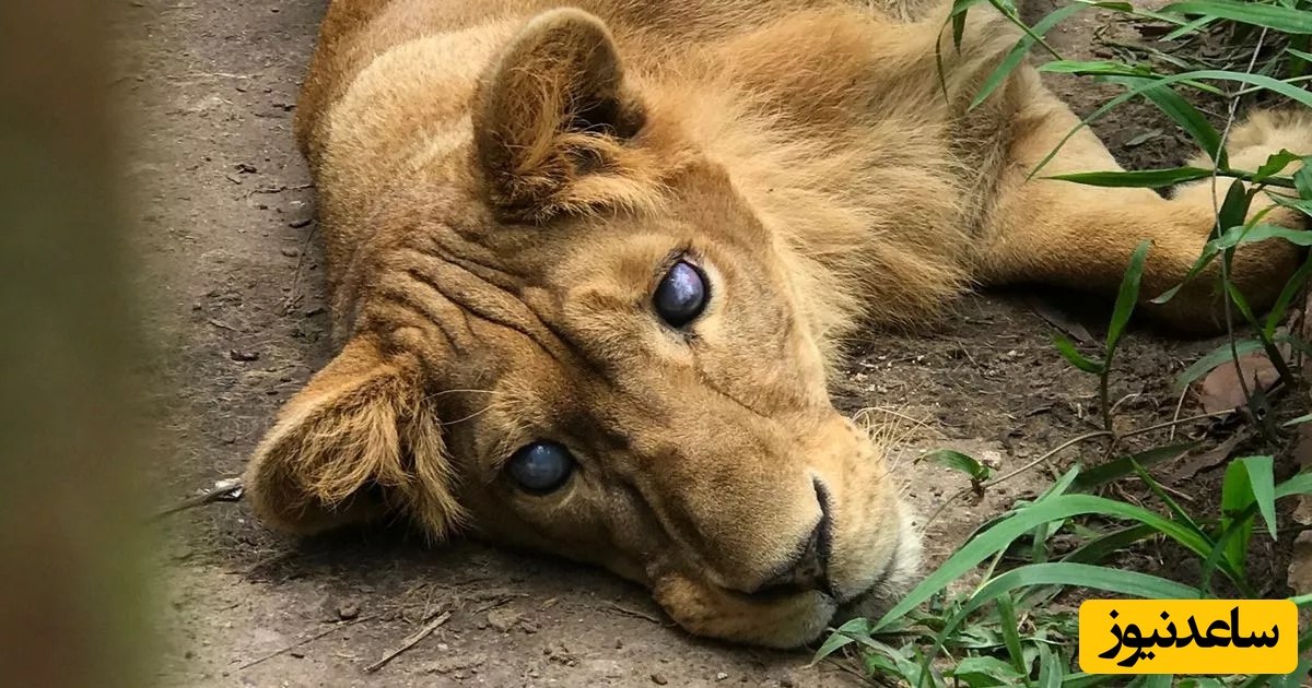 مستند حیات وحش؛ پنج سال زندگی در تاریکی؛ داستان شجاعت شیر نابینا در قلب طبیعت+ویدیو