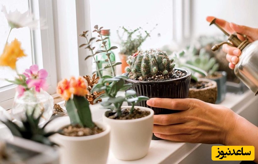 چرا از گلخونه گل و گیاه میاریم تو خونه، زود خراب میشه؟ با این راهکار ساده نزارید گل هاتون آسیب ببینن+ ویدئو