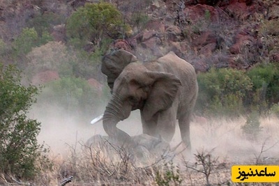 (ویدئو) مستند حیات وحش حیوانات/ راز بقا: یک اتفاق عجیب در حیات وحش؛ حمله فیل به کرگدن و بچه اش!