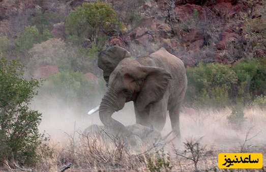 (ویدئو) مستند حیات وحش حیوانات/ راز بقا: یک اتفاق عجیب در حیات وحش؛ حمله فیل به کرگدن و بچه اش!