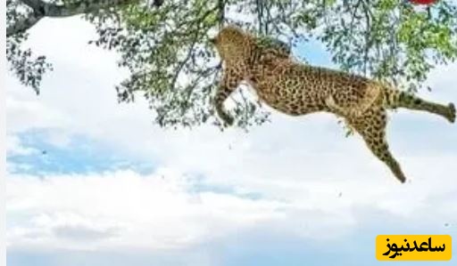 (ویدئو) حیات وحش ؛ مستند حیات وحش حیوانات /  نبرد وحشیانه دو پلنگ روی درخت و سقوط یکی از آن‌ها از ارتفاع 6 متری🐆🌿