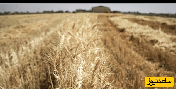 گندم خوراک دام میشود؟/ بنیاد ملی گندم کاران هشدار داد