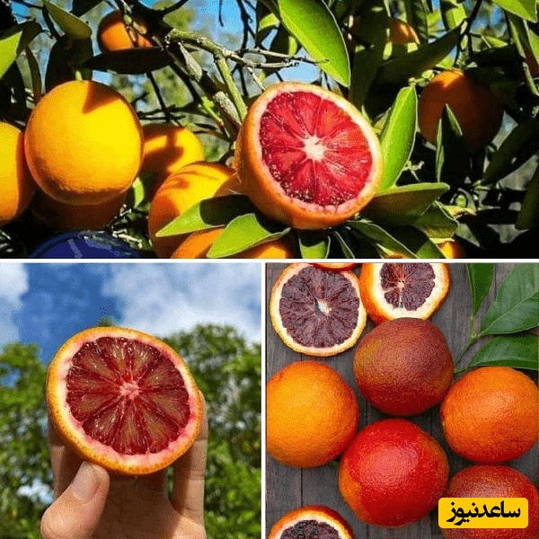 هشدار یا شایعه؟ قصه پرحاشیه پرتقال‌های سمی در ایران