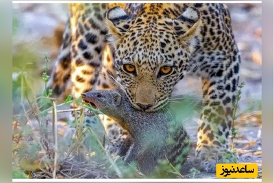 (ویدئو) مستند حیات وحش حیوانات/پلنگ، خدنگ و کفتار؛ صحنه‌ای نادر از شکار ناتمام