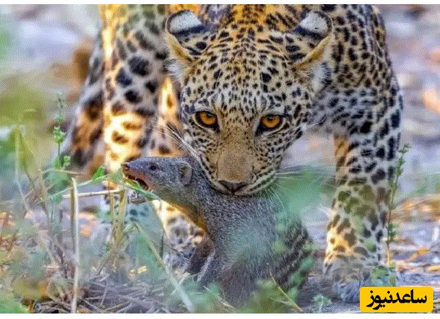 (ویدئو) مستند حیات وحش حیوانات/پلنگ، خدنگ و کفتار؛ صحنه‌ای نادر از شکار ناتمام