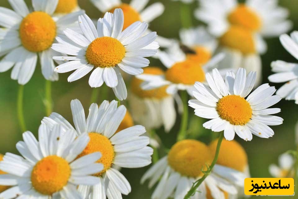 دیدن بابونه در خواب چه تعبیری دارد؟ /  تعبیر خواب بابونه