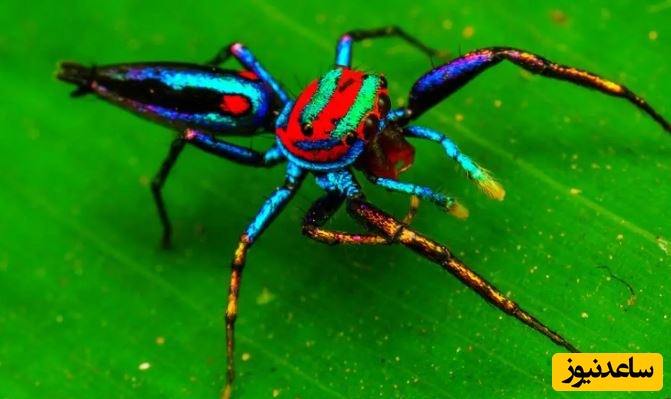 ببینید| عنکبوت پلیکانی؛ جانداری شگفت انگیز با گردن و آرواره های بلند!