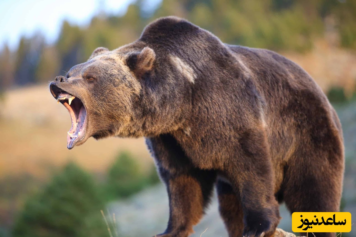 کشف اسکلت 27 هزار ساله نوجوانی که قربانی خرس شد