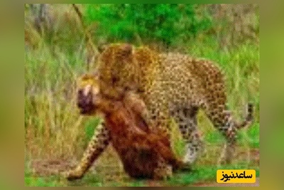 (ویدئو) مستند حیات وحش حیوانات/صحنه‌ای بسیار نادر؛ پلنگ لاشه کفتار را بالای درخت برد