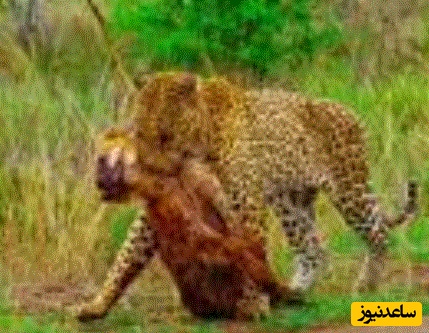 (ویدئو) مستند حیات وحش حیوانات/صحنه‌ای بسیار نادر؛ پلنگ لاشه کفتار را بالای درخت برد