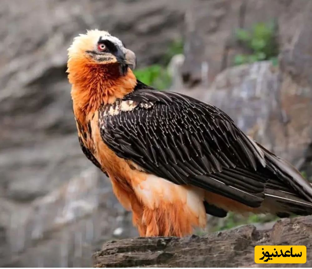 «همای سعادت»؛ پرندۀ شگفت‌انگیزی که خود را از «رقابت لاشخورها» بیرون کشیده است