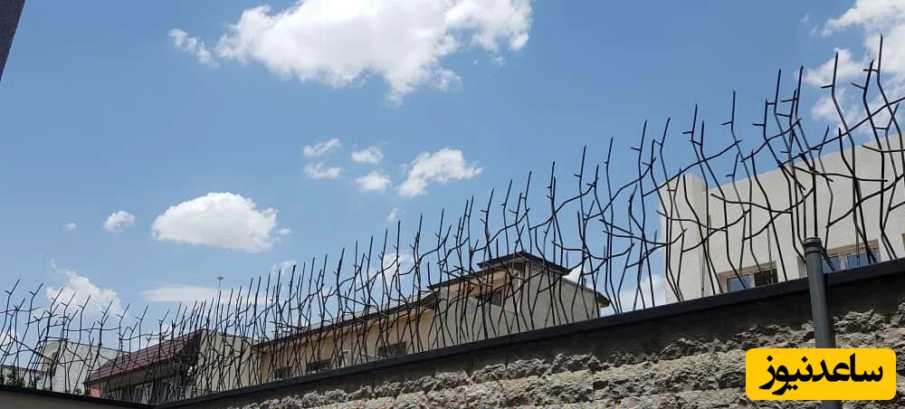 حفاظ شاخ گوزنی