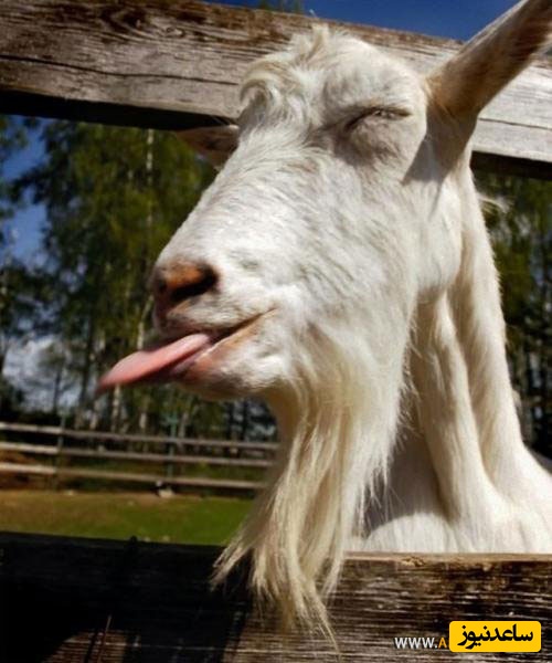 کتاب صوتی؛ حکایت‌های آموزنده /کلیله و دمنه؛ این داستان مرد و بز