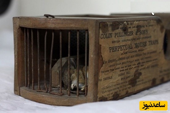 دیدن تله موش صحرایی در خواب چه تعبیری دارد؟ / تعبیر خواب تله موش صحرایی