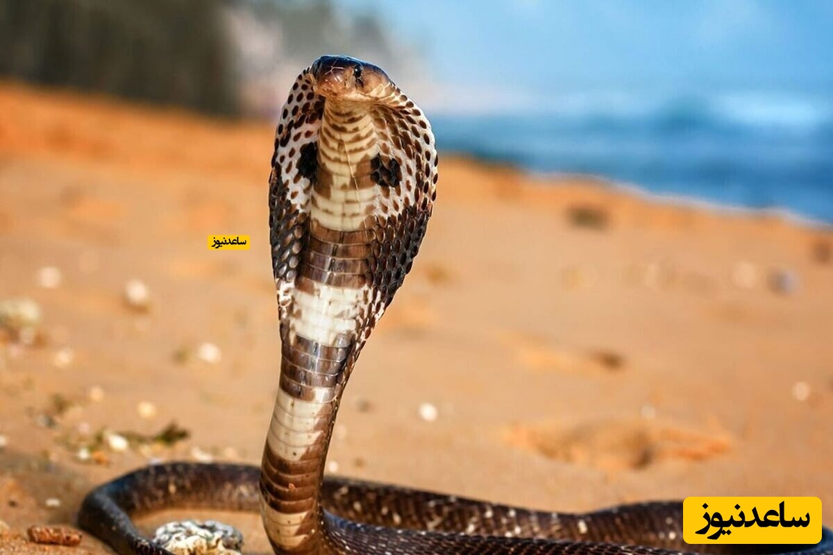 انسان و حیات وحش| شوخی ترسناک مرد جوان با مار کبری غول پیکر/ زهر ترک شدی خوب شد! آخه شوخی شوخی با مار کبری هم شوخی!